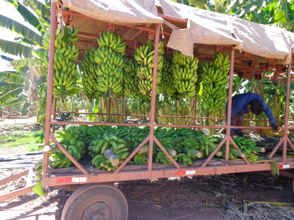 Platôs de Guadalupe exportam 14 mil toneladas de banana no Piauí