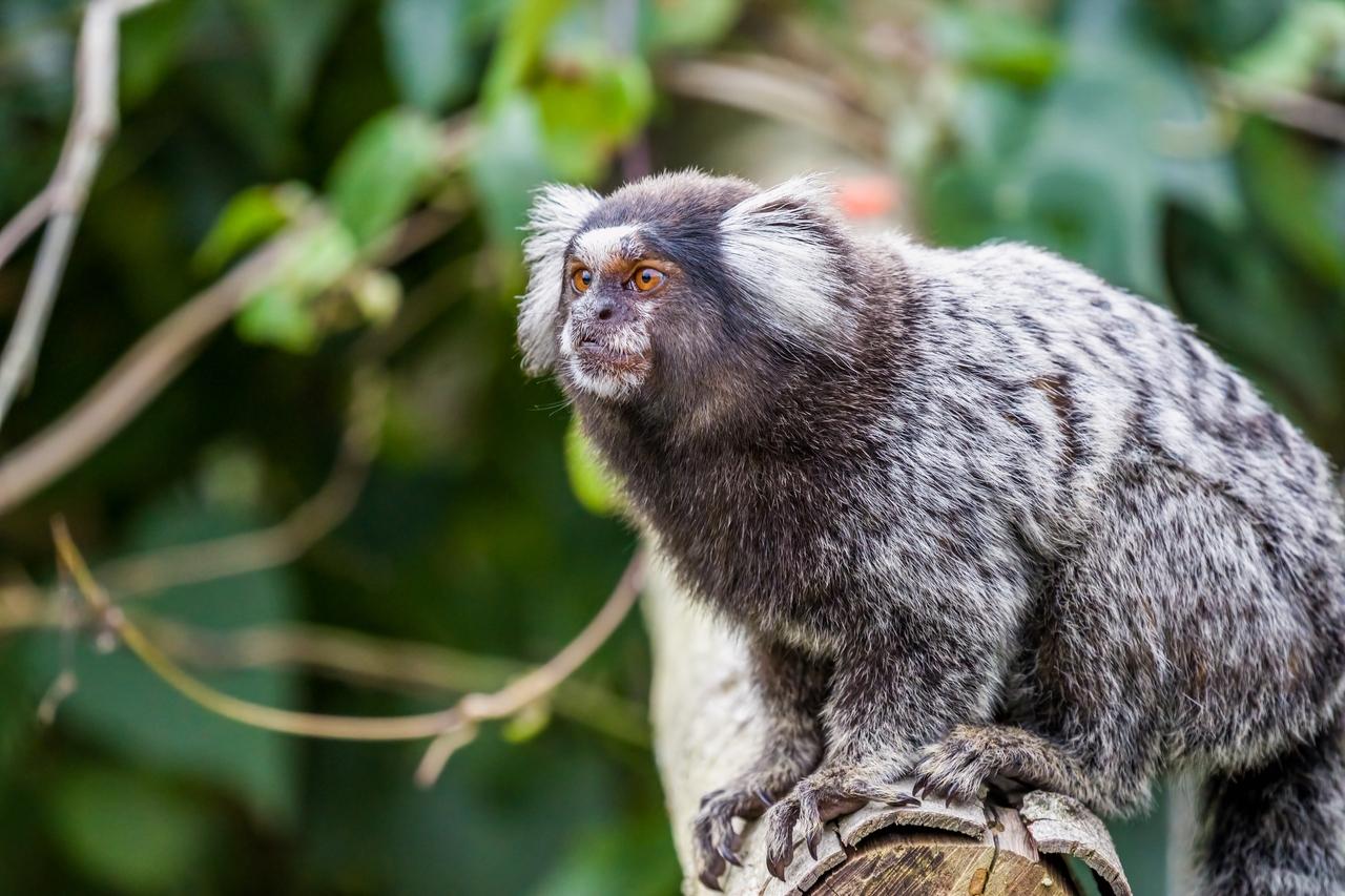 Começa nesta segunda a 16ª COP da Biodiversidade na Colômbia