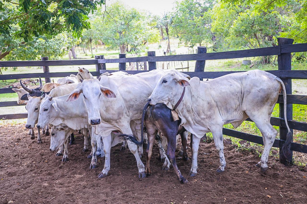 Piauí será reconhecido como área livre de febre aftosa sem vacinação na próxima semana
