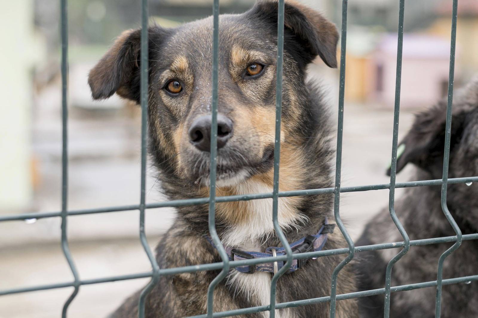 SSP-PI cria coordenações de Igualdade Racial e de Proteção aos Animais