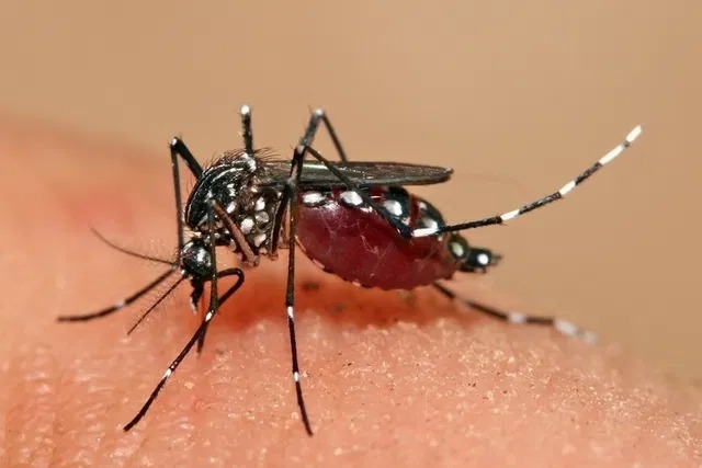 Brasil registra mais de 5 mil mortes por dengue