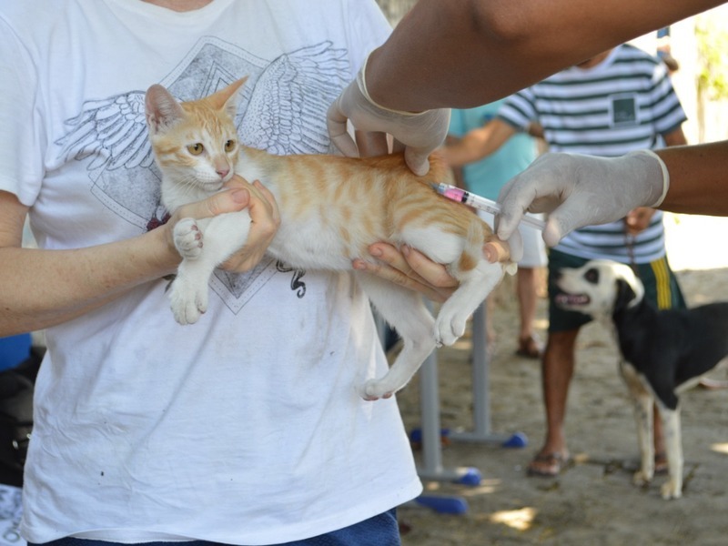 Campanha de vacinação em cães e gatos contra raiva inicia neste sábado (21)