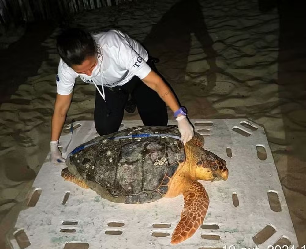 Tartaruga-cabeçuda é resgatada em Barra Grande, litoral do Piauí