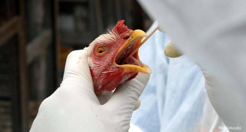 Governo do Piauí decreta estado de emergência contra H5N1