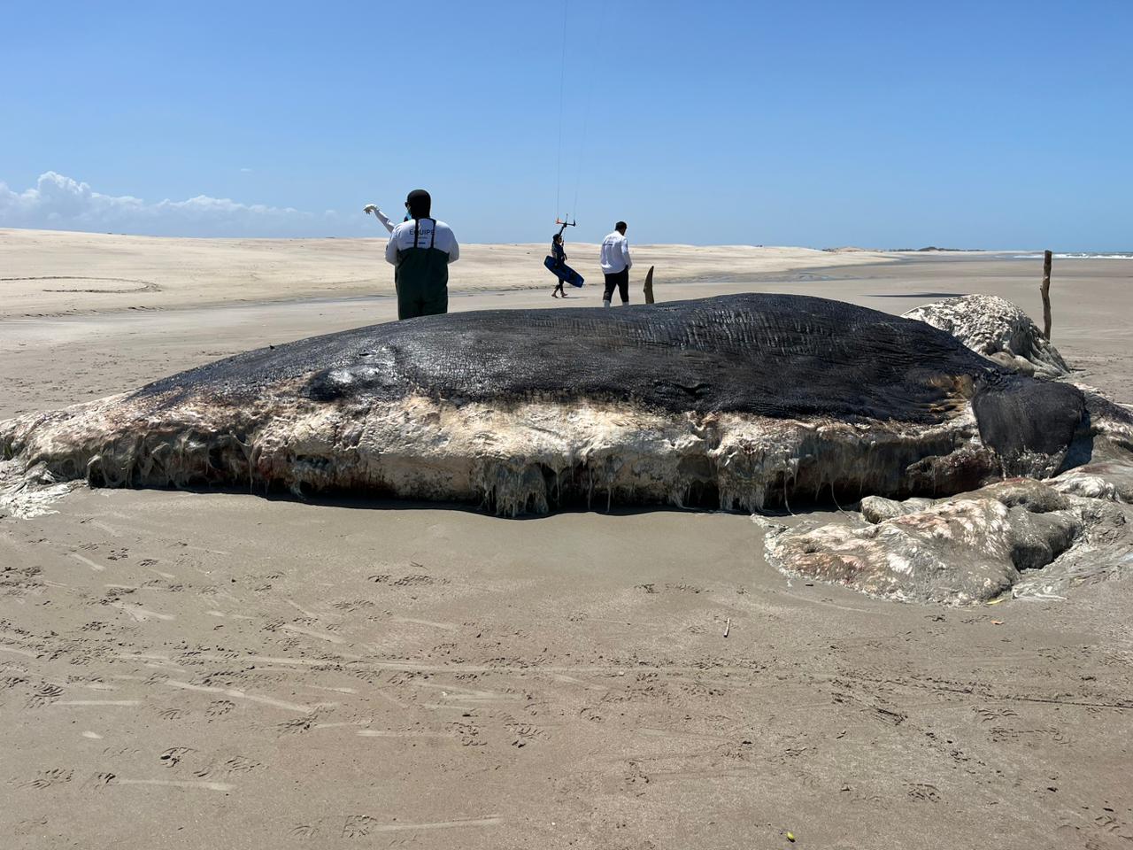 Baleia é encontrada encalhada em praia de Luís Correia