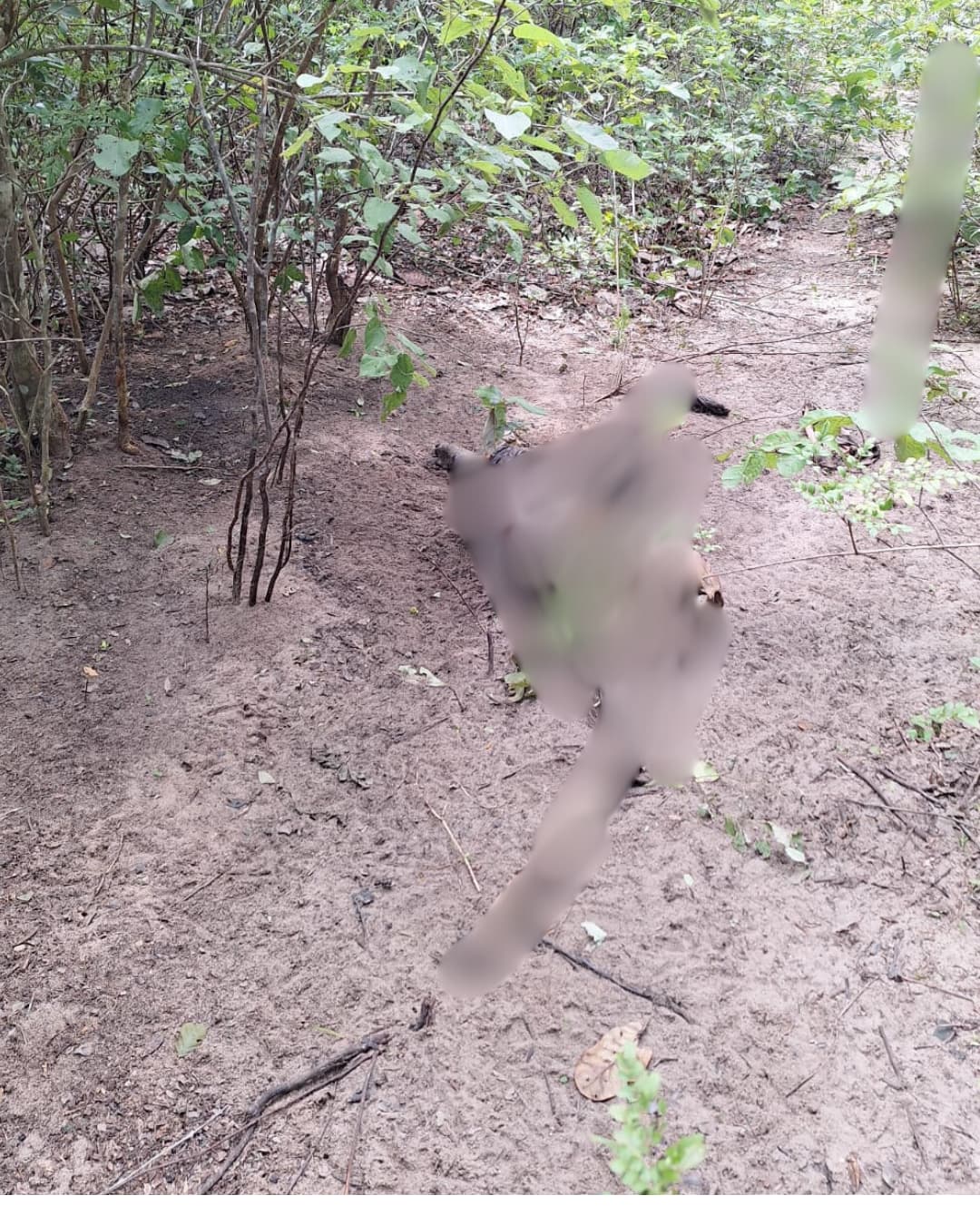 Corpo em estado de decomposição é encontrado em Cocal-PI