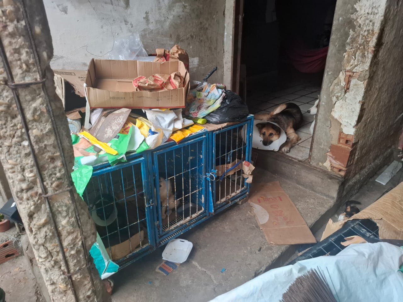 Suspeitos de praticarem castrações ilegais em animais são presos