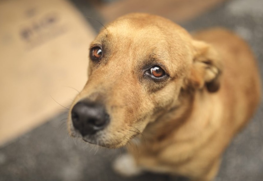 Mais de 100 denúncias de maus-tratos a animais são registradas no Piauí