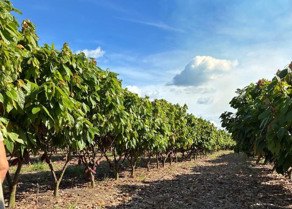 Projeto prevê a plantação de hectares de cacau e deve gerar 60 mil empregos no Piauí