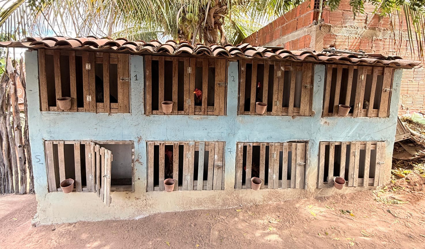 Homem é preso por manter rinhas de galo, aves silvestres em cativeiro e arma ilegal