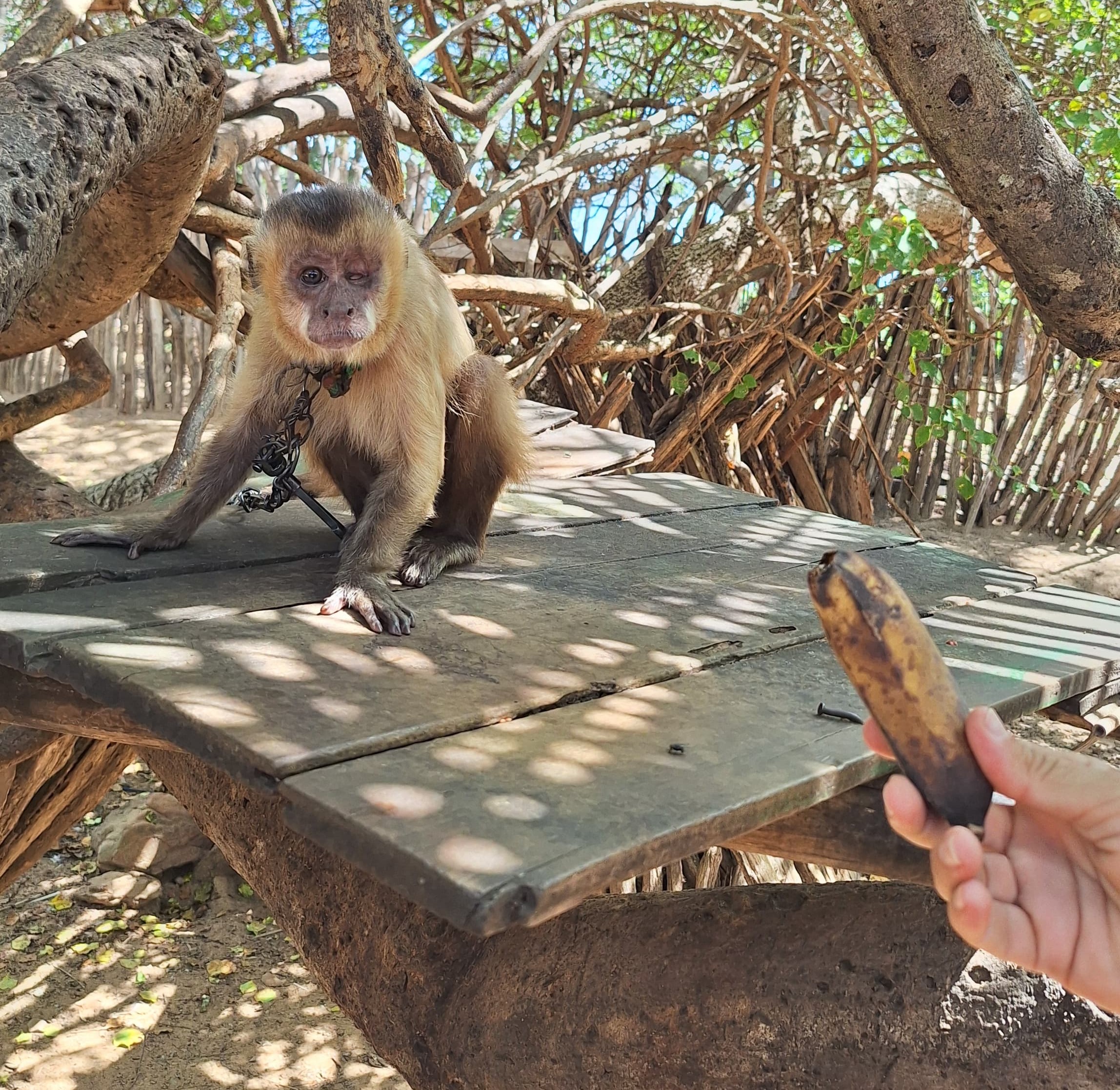 Macaco-prego debilitado é resgatado na zona rural de Luís Correia