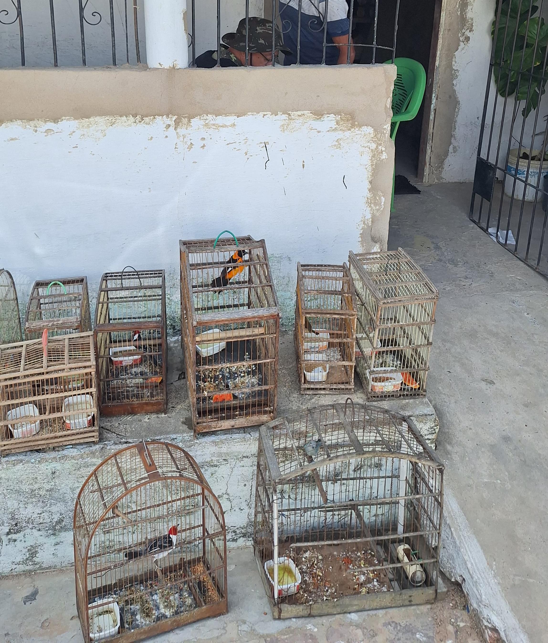 PM apreende pássaros silvestres em gaiolas no bairro Sabiazal, em Parnaíba