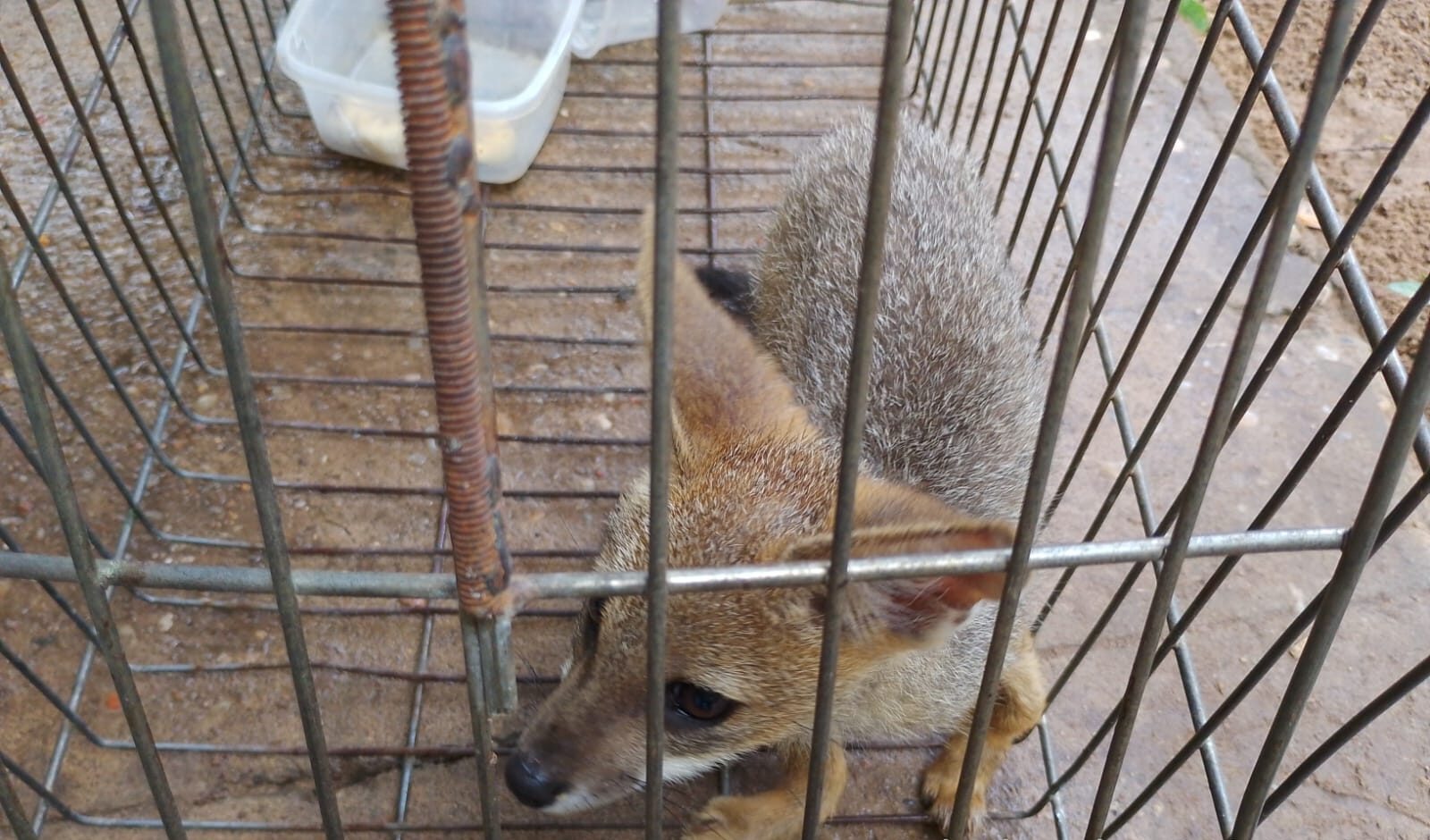 Raposa-do-campo e outros animais silvestres serão reintroduzidos à natureza