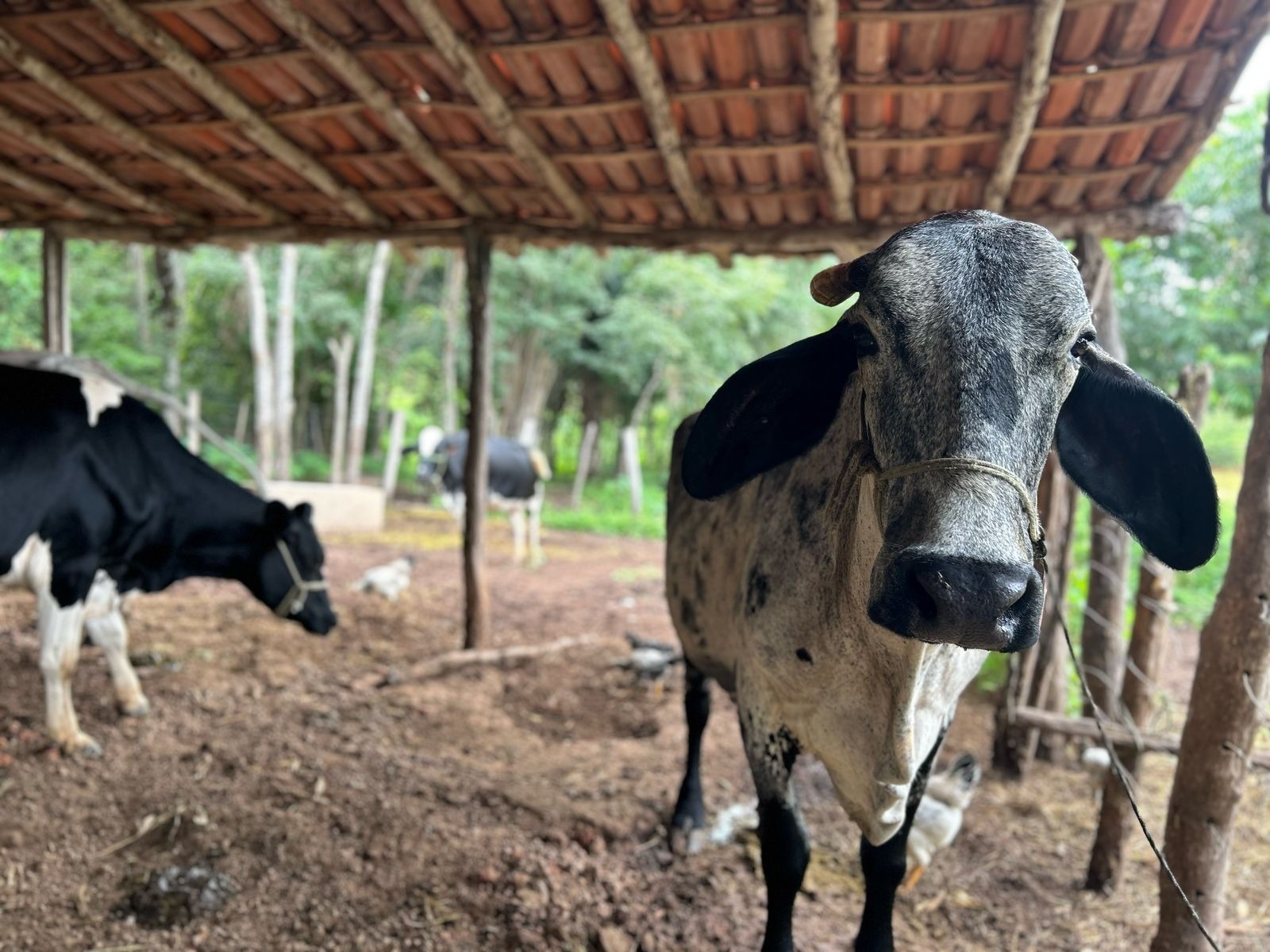 Ministério suspende vacina após morte de mais de 200 animais no PI e MA