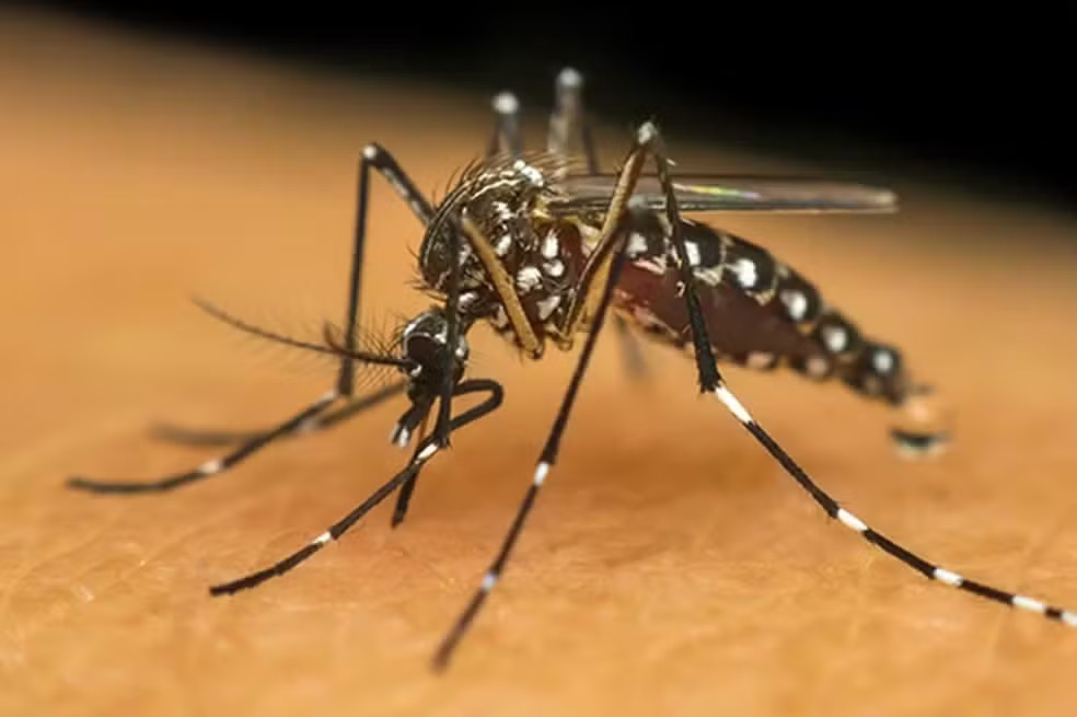 Teresina registra redução de 38% dos casos de dengue em 2025