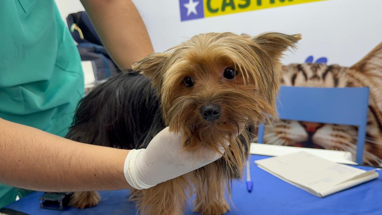 Castramóvel oferece castração gratuita de cães e gatos em Hugo Napoleão