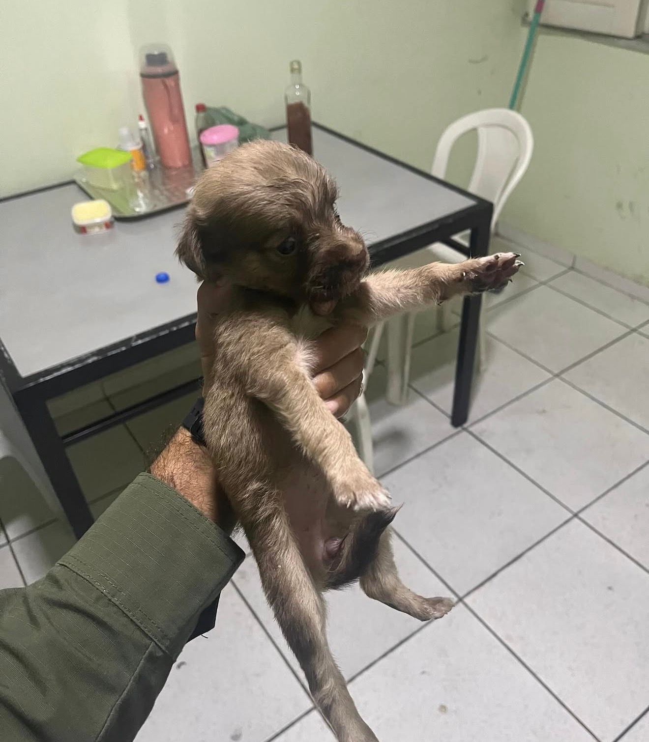 Polícia Militar resgata filhote na PI-112 e o adota como mascote do batalhão