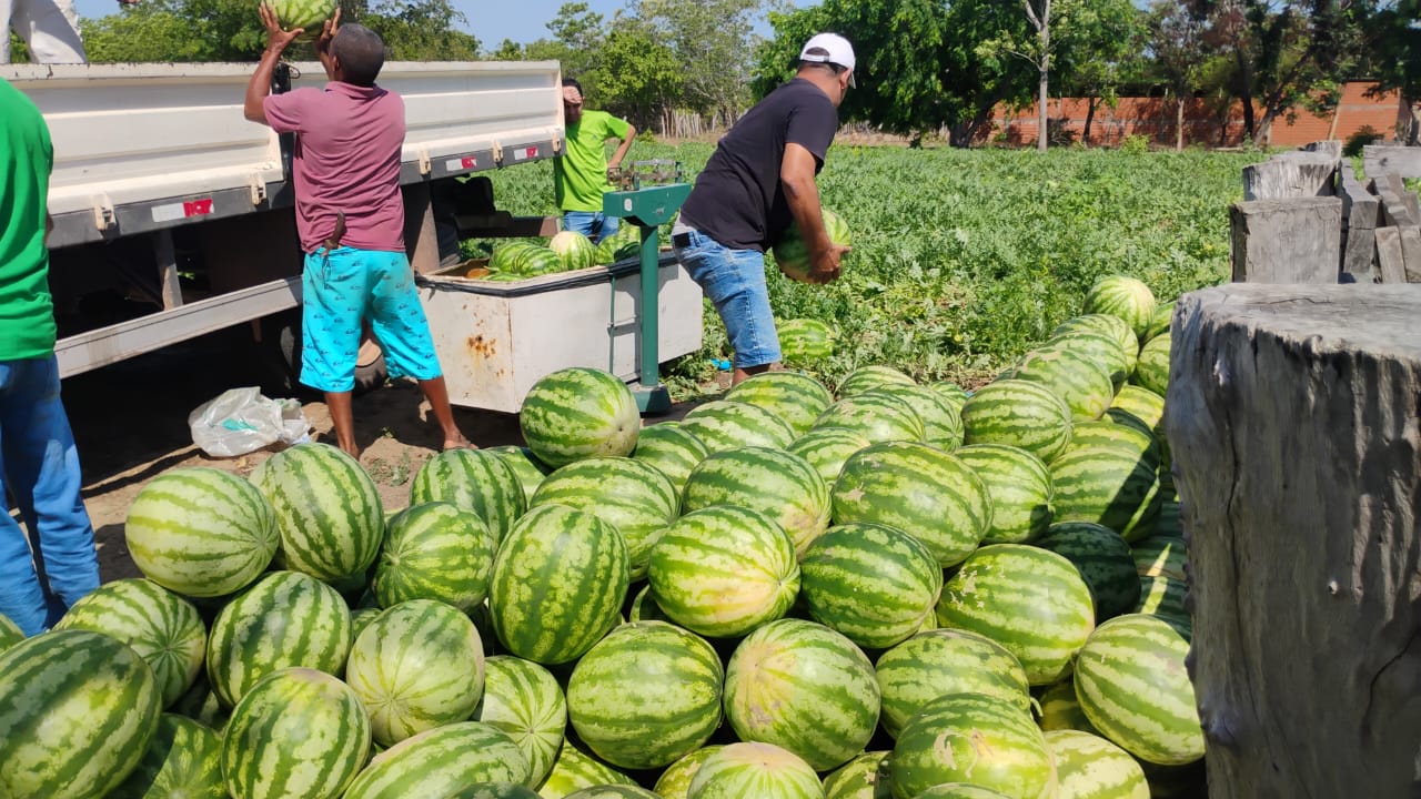 SAF entrega 2,5 toneladas de melancia para beneficiários do Bolsa Família em Alto Longá