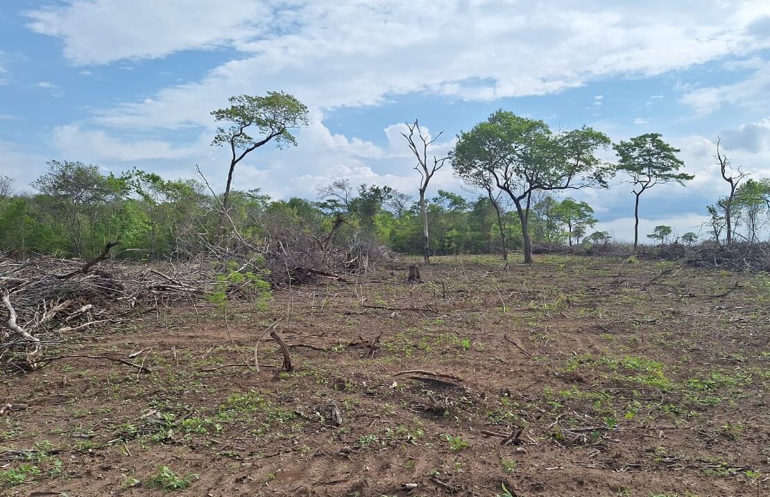 Fiscalização contra o desmatamento cresce no Piauí e Semarh registra avanço