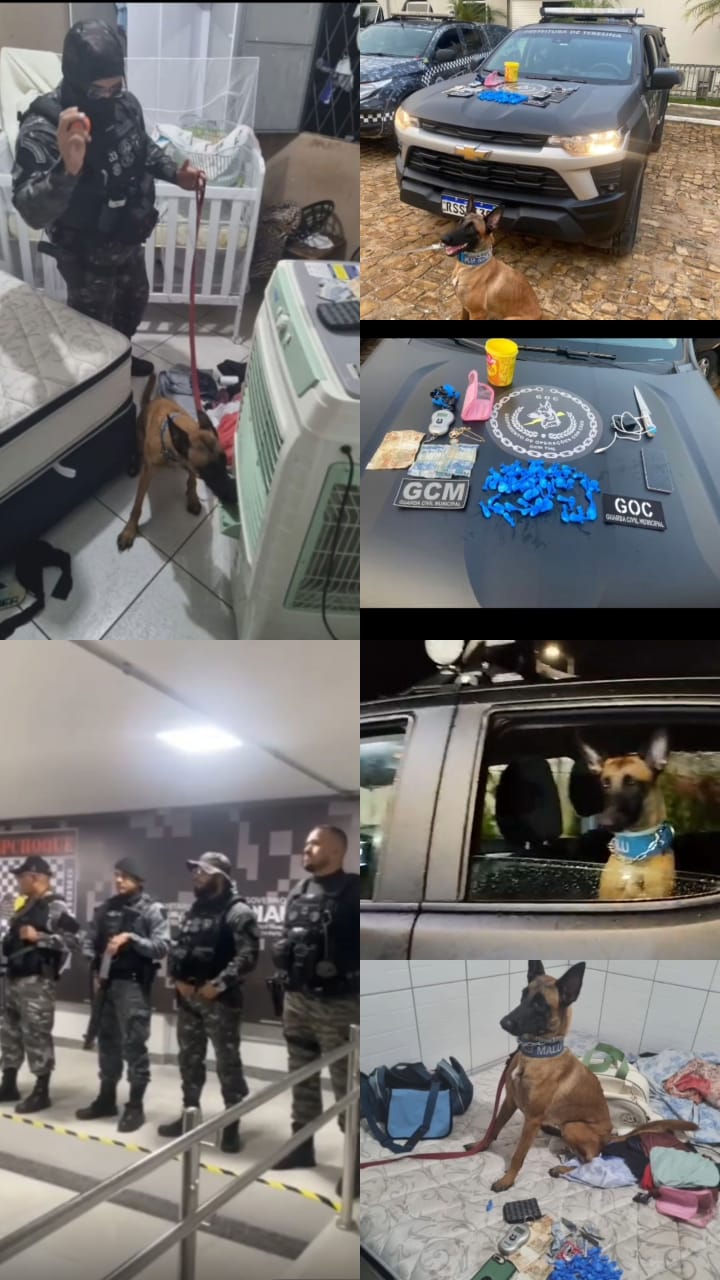 Cão farejador da GCM localiza drogas em operação com o DENARC