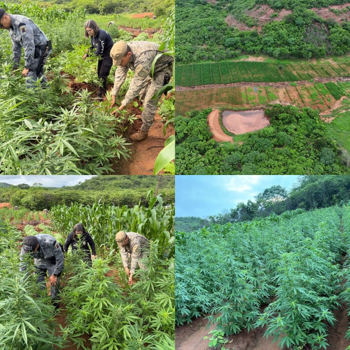 Polícia encontra plantação de maconha com 115 mil pés em Vera Mendes