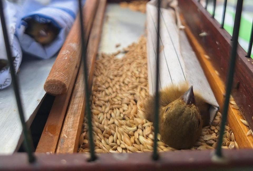 Aves silvestres e materiais utilizados em captura ilegal são apreendidos pelo BPA-PI
