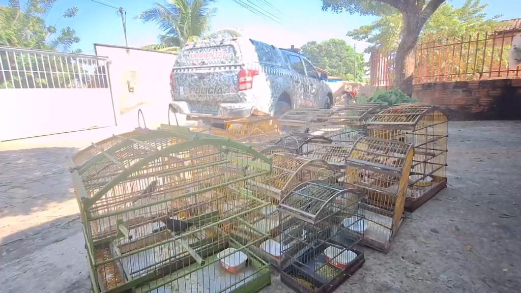 PM resgata 16 aves silvestres mantidas ilegalmente em povoado de Teresina