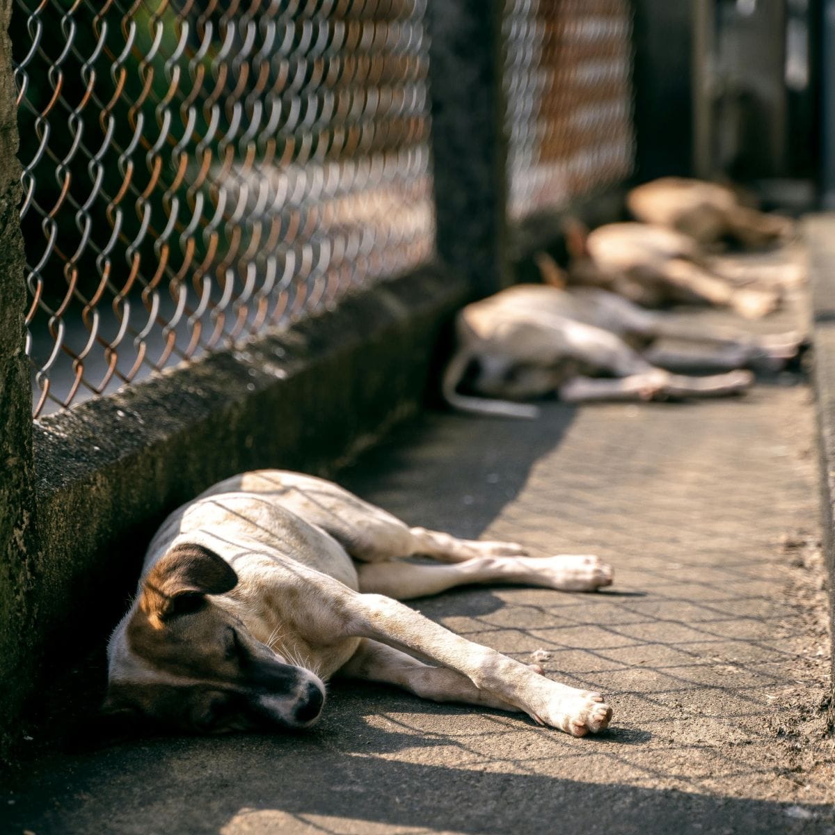 Homem suspeito de matar cachorro e abandonar em área de mata é preso em José de Freitas-PI